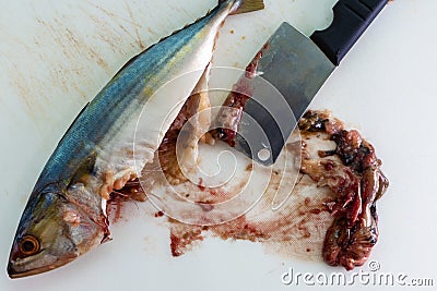 Gutting and cleaning mackerel fish Stock Photo