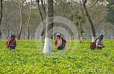 Green leaf pickers on a tea plantation Editorial Stock Photo