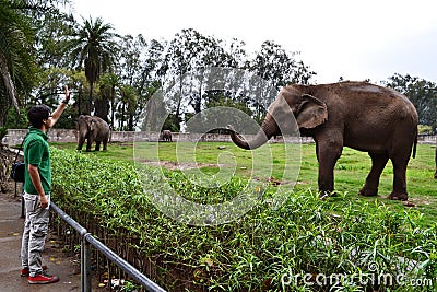 Guy and an Elephant. Editorial Stock Photo
