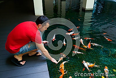 Guy feeding flock of japanese carp fish swimming in the pond. Residential building inner garden Stock Photo