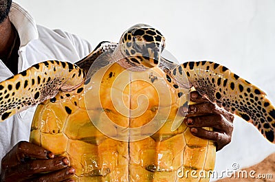 guy hands holding a big yellow tortoise with a large beak. saving animals in the Sea Turtles Conservation Research Project Stock Photo