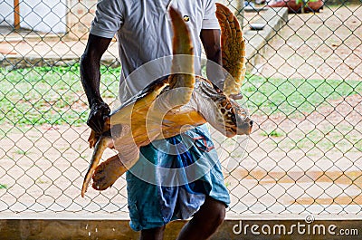 guy hands holding a big yellow tortoise with a large beak. saving animals in the Sea Turtles Conservation Research Project Stock Photo