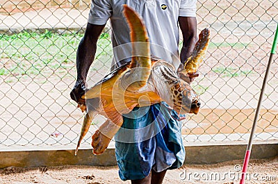 Guy hands holding a big yellow tortoise with a large beak. saving animals in the Sea Turtles Conservation Research Project Stock Photo