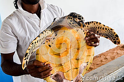 Guy hands holding a big yellow tortoise with a large beak. saving animals in the Sea Turtles Conservation Research Project Editorial Stock Photo