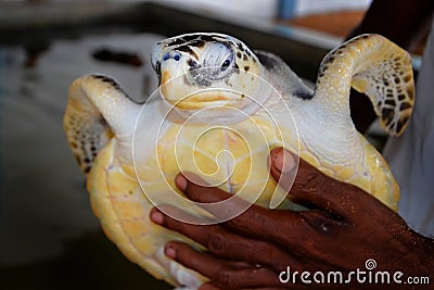 Guy hands holding a big yellow tortoise with a large beak. saving animals in the Sea Turtles Conservation Research Project in Bent Stock Photo