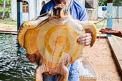 Guy is holding a big yellow tortoise with a large beak. saving animals in the Sea Turtles Conservation Research Project in Bentota Stock Photo