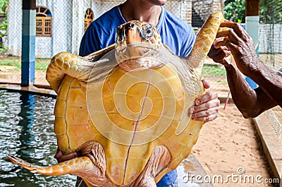 Guy is holding a big yellow tortoise with a large beak. saving animals in the Sea Turtles Conservation Research Project in Bentota Stock Photo