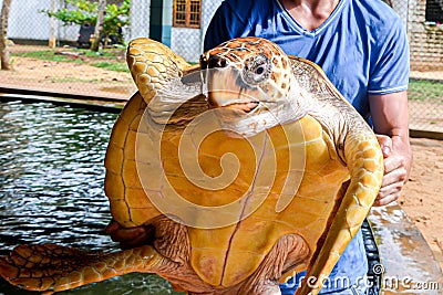 Guy is holding a big yellow tortoise with a large beak. saving animals in the Sea Turtles Conservation Research Project in Bentota Editorial Stock Photo