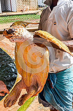 guy is holding a big yellow tortoise with a large beak. saving animals in the Sea Turtles Conservation Research Project in Bentota Editorial Stock Photo