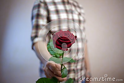 The guy in the plaid shirt holds a red rose in his hand Stock Photo