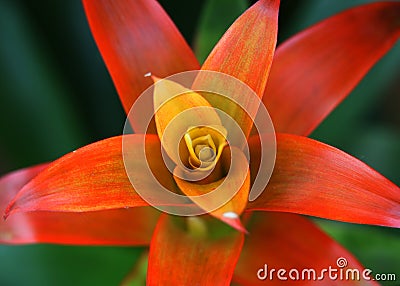 Guzmania flower Stock Photo