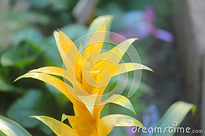 Guzmania flower yellow Stock Photo