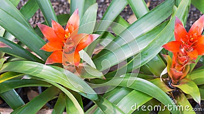 Guzmania flowers Stock Photo