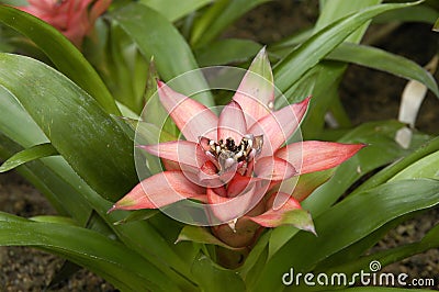 Guzmania x magnifica Stock Photo