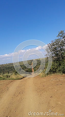 Gwalagwala road in Thanda, its joins tents and Villa Stock Photo