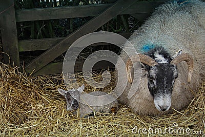 A new born lamb and her mother Stock Photo