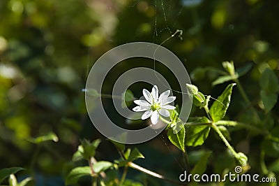 Gwiazdnica pospolita, Stellaria media, chickweed Stock Photo