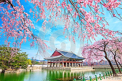 Gyeongbokgung Palace with cherry blossom in spring, Korea. Stock Photo