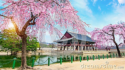 Gyeongbokgung Palace with cherry blossom in spring, Seoul in Korea. Stock Photo