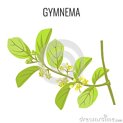 Gymnema ayurvedic medicinal herb isolated on white background. Realistic vector Vector Illustration