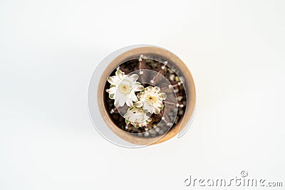 Gymnocalycium mihanovichii cactus white flowers blooming on white background, Top view. Stock Photo