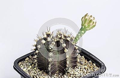Gymnocalycium mihanovichii flower cactus in black pot isolate on white background.Ruby Ball,Red Cap,Red Hibotan or Hibotan cacti. Stock Photo