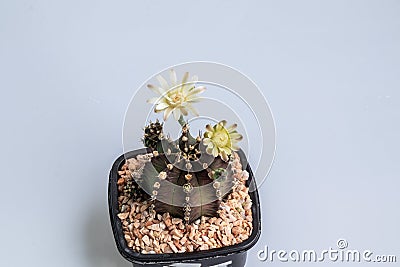 Gymnocalycium mihanovichii flower cactus in black pot isolate on white background.Ruby Ball,Red Cap,Red Hibotan or Hibotan cacti. Stock Photo