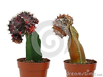 Gymnocalycium mihanovichii, purple cactus with dead cactus plant in the pot isolated on white background Stock Photo