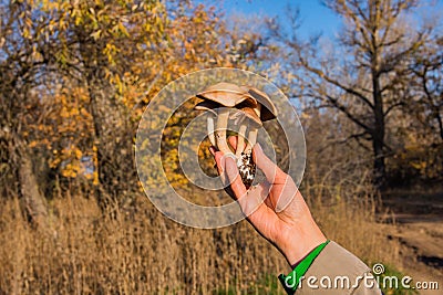 Gymnopilus junonius mushrooms in hand. Types of mushrooms in a mixed forest. Stock Photo