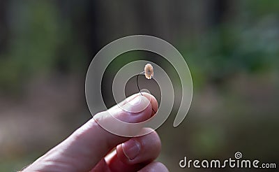 Gymnopus quercophilus - .the smallest mushrooms in the world of mycology Stock Photo