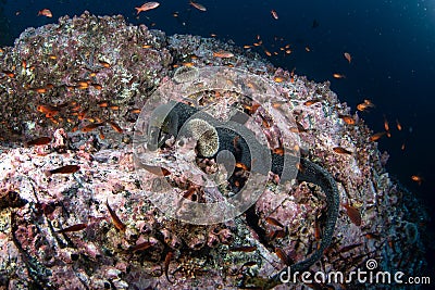 Speckled moray eel, gymnothorax dovii, finespotted moray, moron pitta, Malpelo island Stock Photo