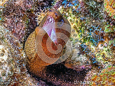 Gymnothorax miliaris, the goldentail moray Stock Photo