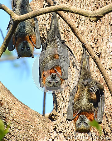 Grey-headed flying foxes roost upside down Stock Photo