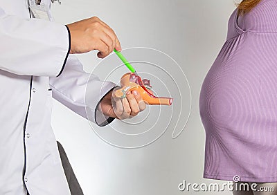 A gynecologist doctor explains to a pregnant girl the process of egg fertilization using the example of a model of the Stock Photo