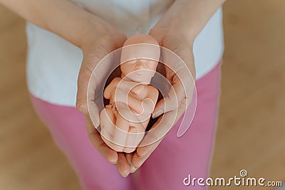 The gynecologist is holding in his hands the Model of the embryo, the fruit for class education. Stock Photo