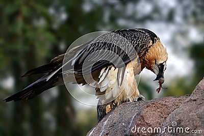 Gypaetus barbatus Stock Photo