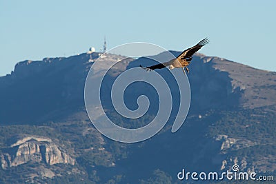 Gyps Fulvus vulture in landing position with the Aitana mountain range in the background with its telecommunications antennas Stock Photo