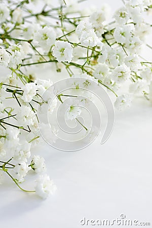 Gypsophila Stock Photo