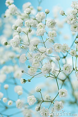 Gypsophila Stock Photo