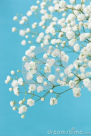 Gypsophila Stock Photo