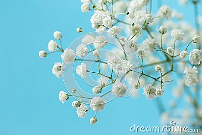 Gypsophila Stock Photo