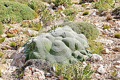 Gypsophila aretioides on limestone rocks bed Stock Photo