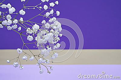 Gypsophila close-up on the colorful background of purple, pink, gold colors. Stock Photo