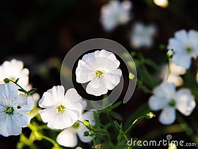 Gypsophila elegant Stock Photo