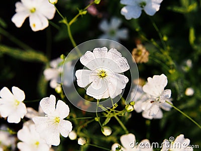 Gypsophila elegant Stock Photo