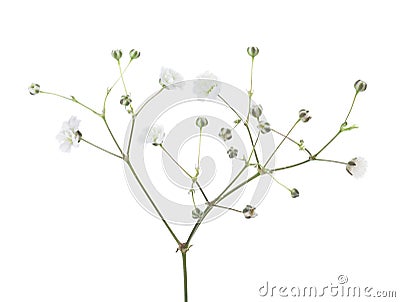 Gypsophila isolated on white background Stock Photo