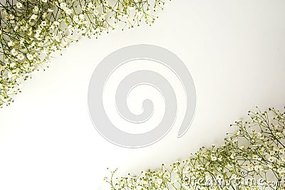 Gypsophila isolated on white background. Copy space. Stock Photo