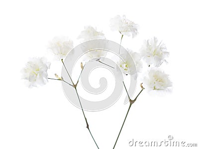 Gypsophila Stock Photo