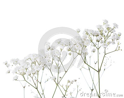 Gypsophila Stock Photo