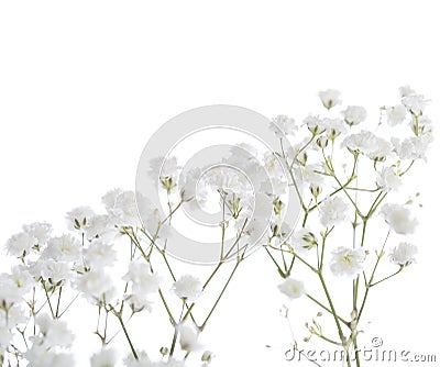 Gypsophila isolated on white background. Stock Photo